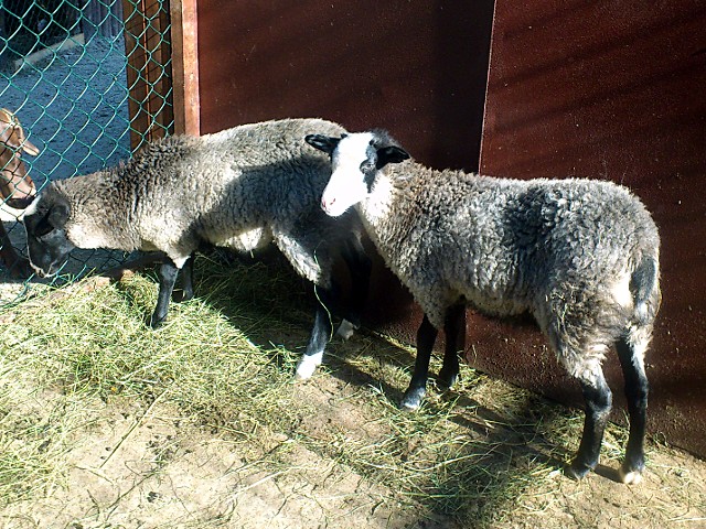Ovce romanovská